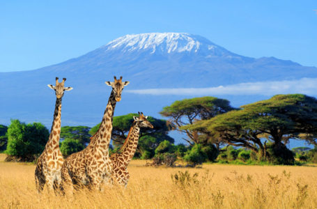Kenya Safaris Verses Zanzibar Islands